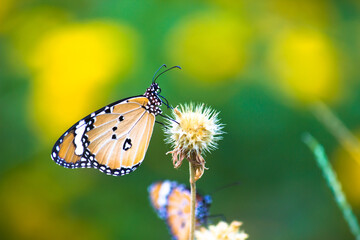 Fototapeta na wymiar Close up of Plain Tiger (Danaus chrysippus) butterfly visiting flower in nature in a public park and feeding itself during springtime in India. 