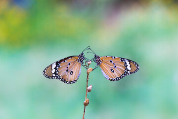  Close up of Plain Tiger (Danaus chrysippus) butterfly visiting flower in nature in a public park and feeding itself during springtime in India.
