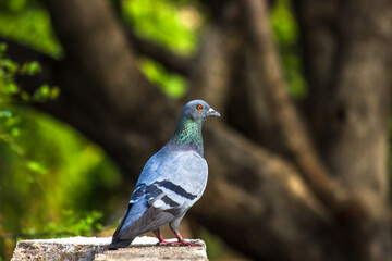 Indian Pigeon OR Rock Dove - The rock dove, rock pigeon, or common pigeon is a member of 
 the bird family Columbidae. In common usage, this bird is often simply referred to as the pigeon
