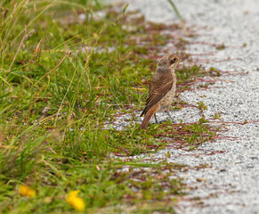 Red backed shrike (juvenile)