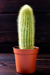 Green cactus in a flower pot. Cactus in a low key.