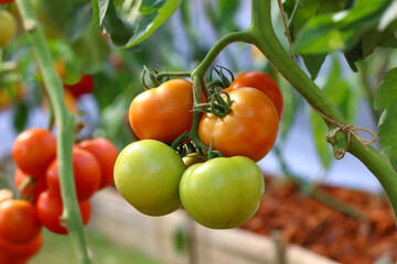 Raw and ripe tomato fruit on the tree