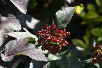 physocarpus opulifolius lady in red with red leaves and fruits in the bavarian august sun