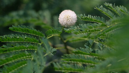 close up of a leaf