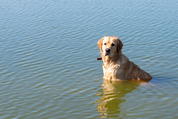Labrador Retriever standing in the lake. Summer day.funny dog labrador retriever playing in the water on a sunny day
