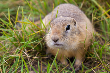 Portrait of funny cute gopher among green grass on summer meadow. The European ground squirrel in the wild nature.