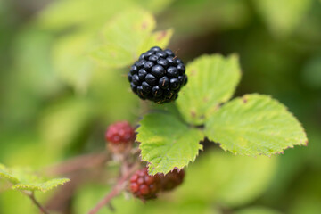 Blackberry at various stages of ripeness in closeup