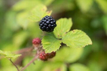 Blackberry at various stages of ripeness in closeup