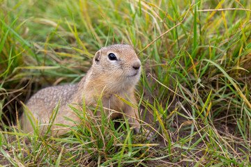 Naklejka na ściany i meble Wild European ground squirrel peeps out of the hole among green grass. The Gopher in the wild nature. Background with copy space.