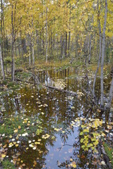 Beautiful and bright autumn landscape.