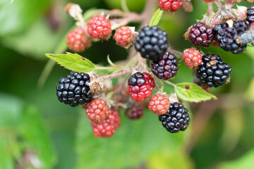 Blackberry at various stages of ripeness in closeup