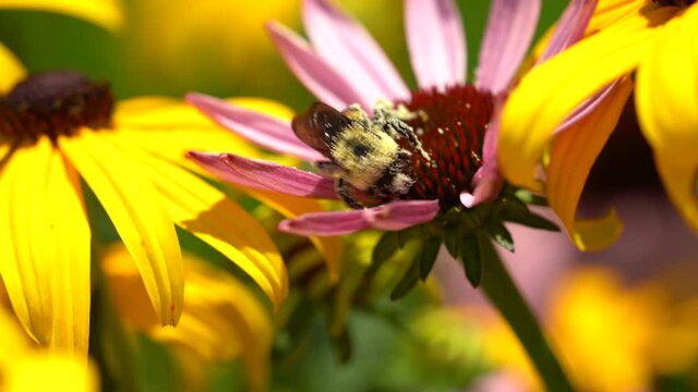 A pollen covered bee searches for nectar in a flower