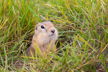 Naklejka na ściany i meble Gopher with large cheek pouches peeps out of the hole among green grass. The European ground squirrel in the wild nature. Background with copy space.