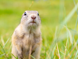 Portrait of funny cute gopher looking to the camera against blurred green meadow. Surprised wild European ground squirrel. Nature background with copy space. Selective focus
