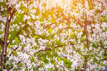 Cherry blossom branch in the garden in spring
