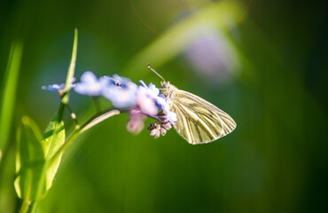 A yellow butterfly sits on a blue flower
