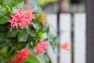 Beautiful red needle flower are blooming in a rainy day
