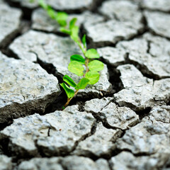 green plant growing on dry clay soil  cracking with sun effect