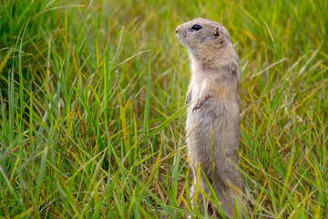 Naklejka na ściany i meble Gopher stands at attention in a summer green meadow. The European ground squirrel in the wild nature. Background with copy space.