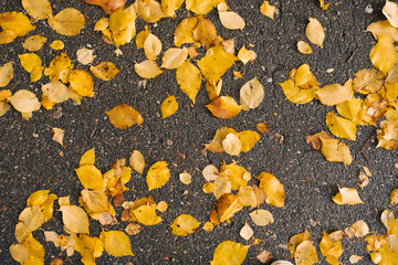 Natural autumn background. Fallen autumn yellow leaves on the asphalt
