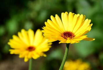 Obraz premium Calendula - Ringelblume im Garten - Heilpflanze und Heilkraut