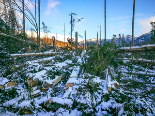 Extreme weather phenomenon , tornado like winds in east European temperate climate , devastating...