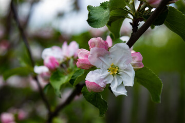 Blooming apple tree with bright flowers close-up on a green background in the garden.