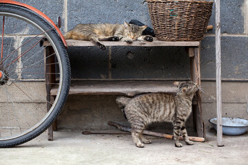 Sleeping cat on an old wooden cabinet standing against the wall of the house. Next to the cat a...