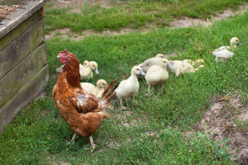 A hen with baby ducklings, a rural backyard.
