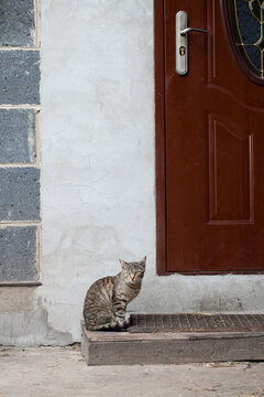 Cat sitting under the front door of a house.