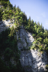 forest in the mountains