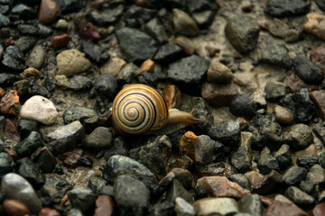 snail on the stone