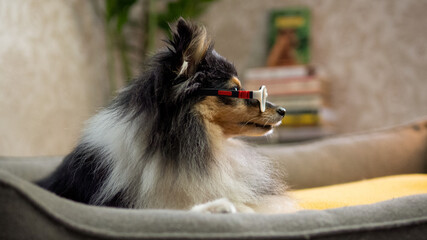 Obraz premium cute sheltie dog with glasses thinking about books