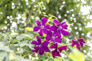 flowers on the background of the wind