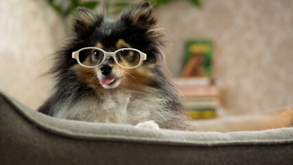 cute sheltie dog with glasses showing tongue