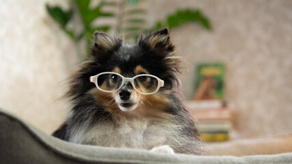 cute sheltie dog with glasses