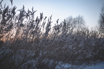 line of dry yellow reeds on river bank in cold winter evening. Blue sky, orange sunset, trees in distace, snow covered ground