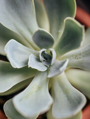 succulent close-up as a background