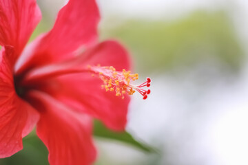 Fototapeta na wymiar Red chaba colorful flower close up or hibiscus rosa sinensis blooming