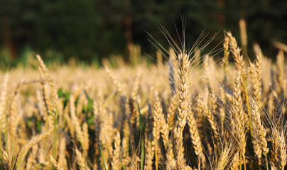 Obraz premium Golden wheat field and sunny day. The ear is ready for a close-up of the wheat harvest, illuminated by sunlight, against the sky. Soft focus. space of sunlight on the horizon. The concept idea is rich