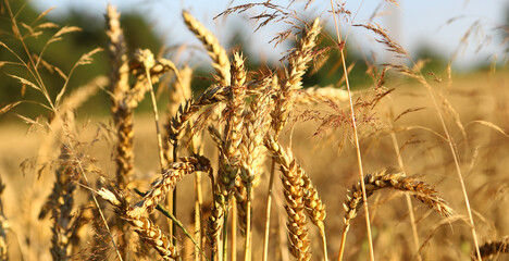 Fototapeta premium Golden wheat field and sunny day. The ear is ready for a close-up of the wheat harvest, illuminated by sunlight, against the sky. Soft focus. space of sunlight on the horizon. The concept idea is rich