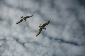 two seagulls flying in the blue sky bottom view