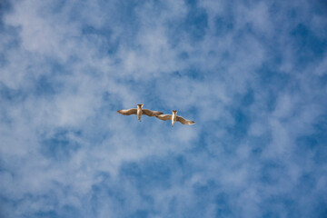 two seagulls flying in the blue sky bottom view
