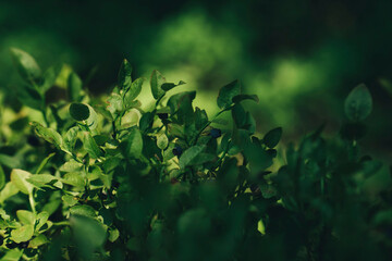 green sunny leaves in the forest