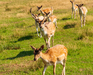 Ein Rudel damwild kommt angelaufen
