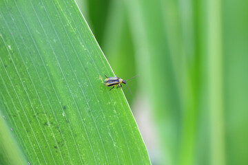 The Western corn rootworm Diabrotica virgifera virgifera is one of the most devastating corn rootworm species.