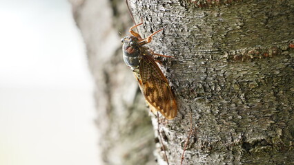 日本の夏のセミ