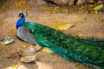 blauer Pfau mit bunter Schleppe