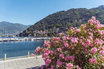Como Lake  in Italy and Blooming Pink Oleander Shrub