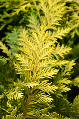 Lawsons Cypress Sunkist